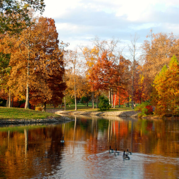 photo of orange and yellow Fall trees surrounding a pond with Geese swimming