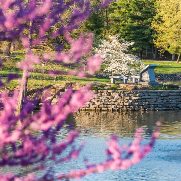photo of a pond with a tree with purple flowers