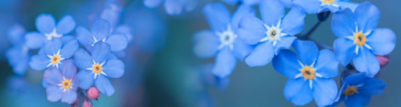 Forget Me Not_Obit Banner