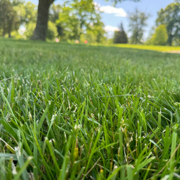 Maintaining the Beauty: A Note on Grass Maintenance