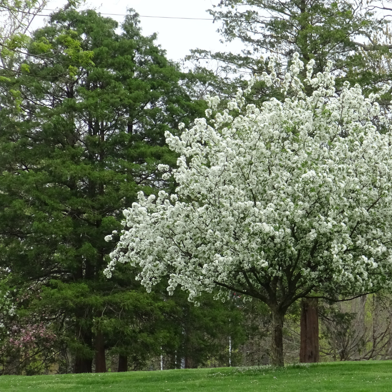 Trees at Arlington